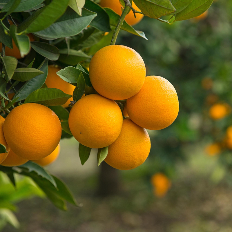 naranjas